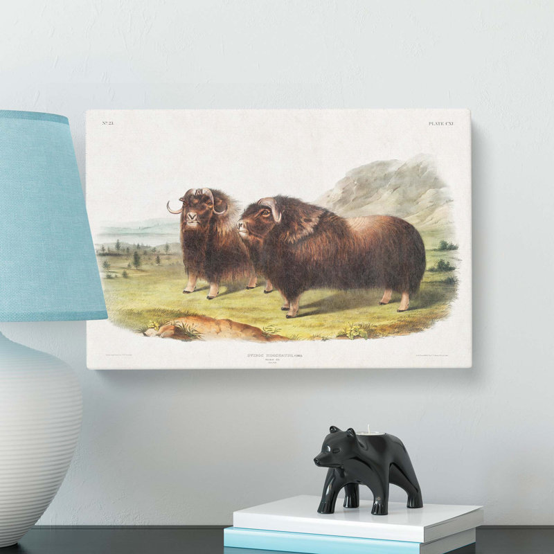 Muskox by J.W. Audubon - Wrapped Canvas, 40cm H x 60cm W, Grey/Brown/Gold