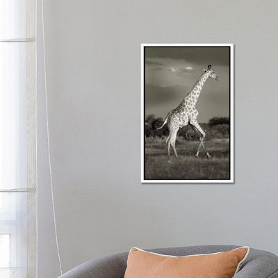 B&W Solitary Giraffe by Klaus Tiedge - Print on Canvas
