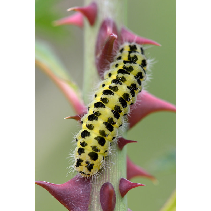 Gros plan sur une chenille sur une photographie sur toile, H 18 po x l 12 po x P 1,25 po