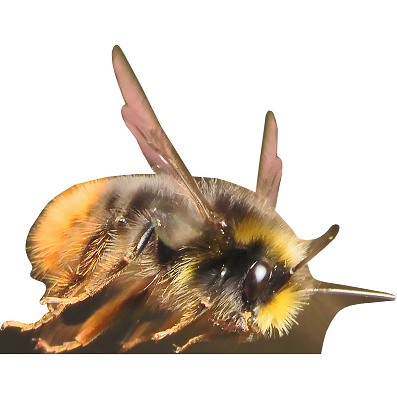 Bumblebee Cardboard Standup