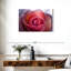 Rose brumeux Harnek-111981963