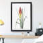 Red Hot Poker Flower by Pierre-Joseph Redoute - Picture Frame Painting Print-55597955-55597958