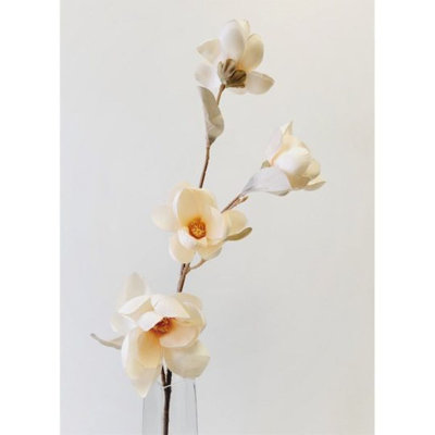Magnolia