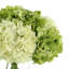 Hortensias en vase