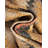 Bridan Area Rug-222904983