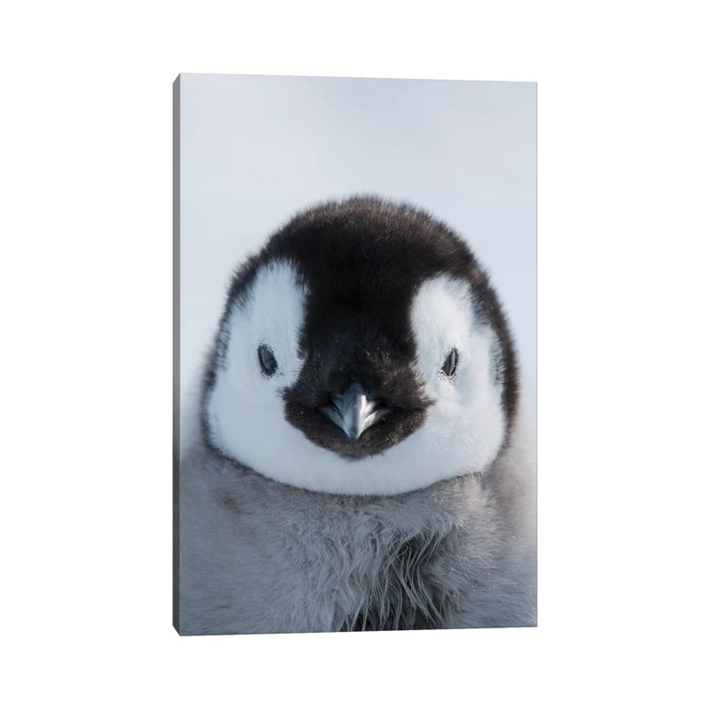 Emperor Penguin Chick, Prydz Bay, Eastern Antarctica by Tui De Roy - Wrapped Canvas Print