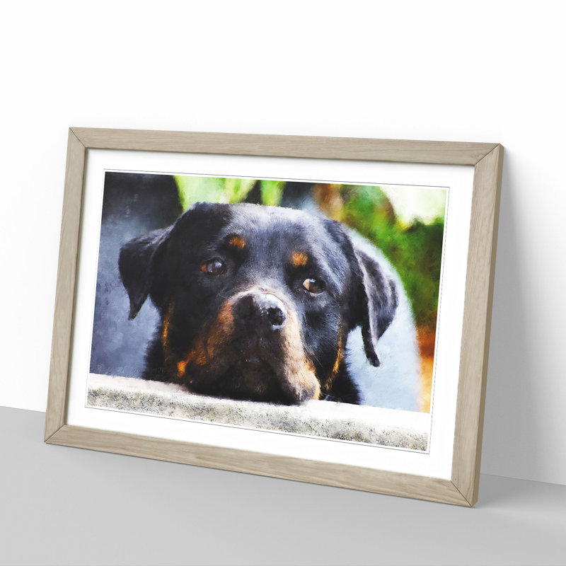 Rottweiler Dog - Picture Frame Graphic Art, 27cm H x 36cm W x 2cm D, Oak Framed