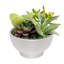 Succulent in Planter