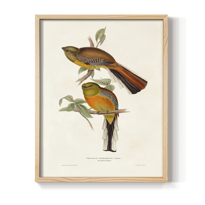 ElegantTrogonsII Framed Print - Solid Wood, 11" H x 9" W