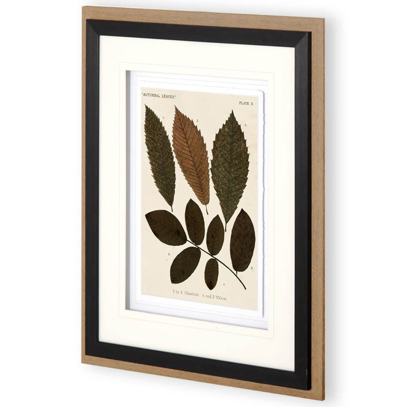 «Autumnal Leaves» par Vision Studio, reproduction d'art encadrée sous verre, Feuilles d'automne I
