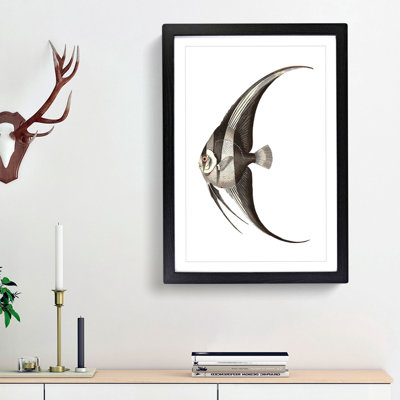 Chaetodon Fish by George Shaw - Framed Print