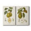 Vintage Pears III - Toile tendue avec châssis de qualité supérieure - Prêt à accrocher-2018742721