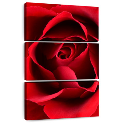 Harnek, gros plan, vue, rose rouge