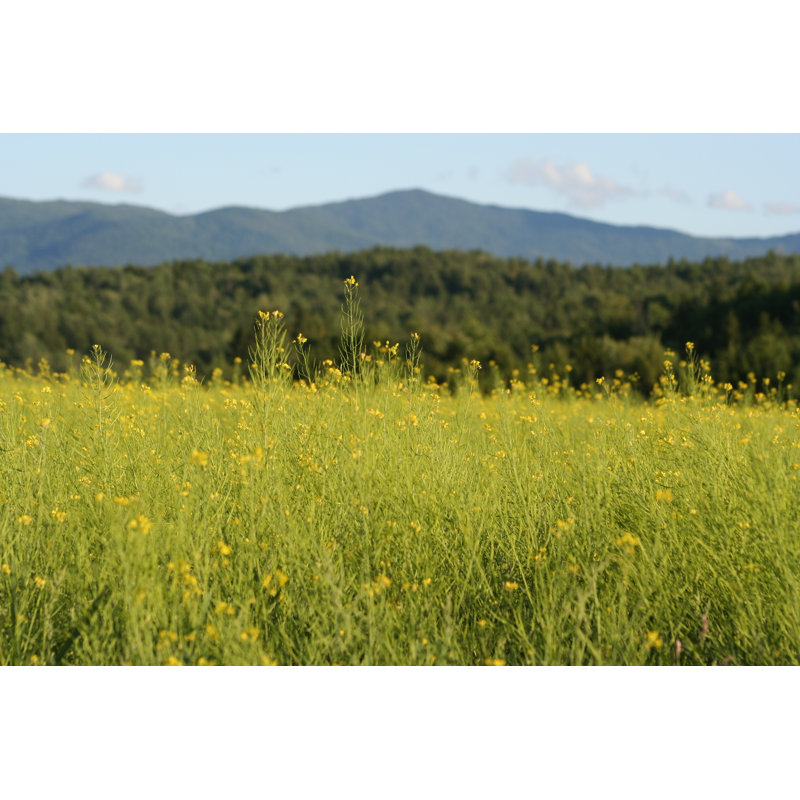 Field Of Mustard Close Up by Clairedj1 - No Frame Art Prints on Canvas, 61cm H x 91cm W