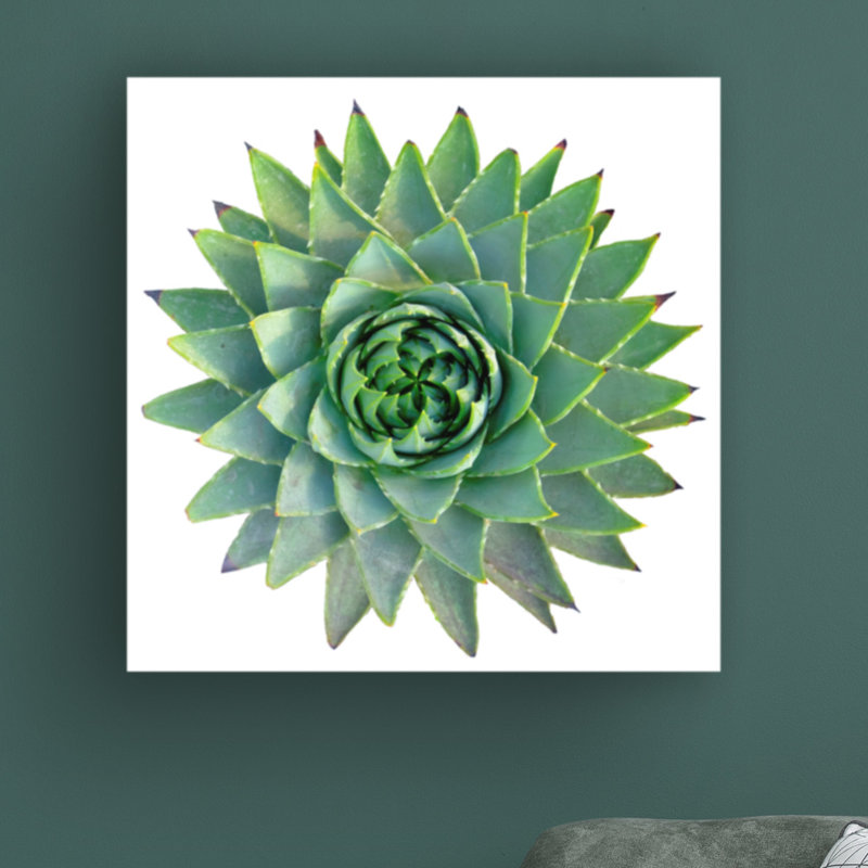 «Succulent Cut Out 09» par Cora Niele - photographie sur toile tendue, H 35 po x l 35 po x p 2 po