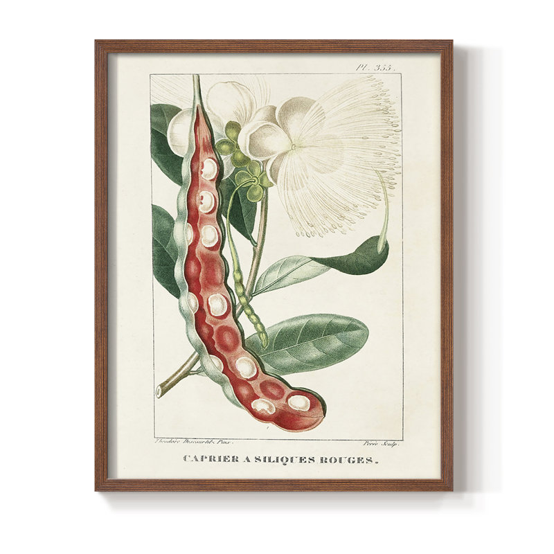 «Turpin Tropical Botanicals», reproduction encadrée en bois massif, Brun, H 10 po x l 8 po