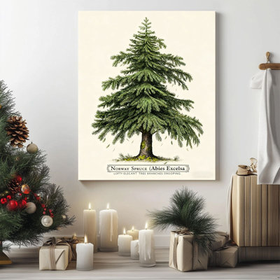 P&L Art Norway Spruce Botanical Canvas Wall Art, Vintage Tree Illustration (Abies Excelsa), Christmas Tree Framed Canvas Print