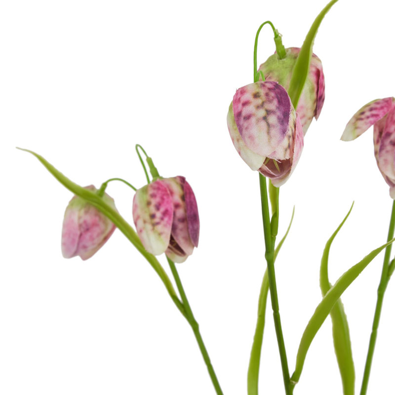 Anastasija Arrangement, Purple