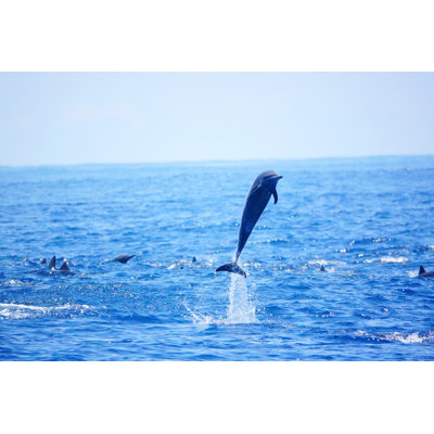 Ahmare " Dolphin Breaching In Ocean " by Sid. Richeux