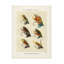 Œuvre sur toile «Bachelor Mary Orvis Marbury Salmon Fliee» 1892-103094614
