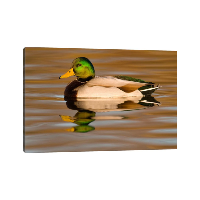 Mallard Swimming, Kellogg Bird Sanctuary, Michigan by Steve Gettle - Wrapped Canvas Print, 20.32 cm H x 30.48 cm W