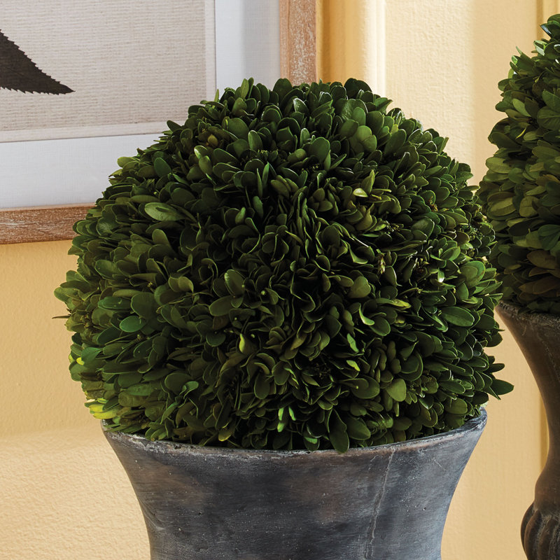 Preserved Greens Topiary, Hedge Plant in, 12" H x 12" W x 12" D