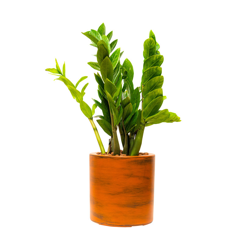 7.8 in. Hand-Painted Dark Brown Terracotta Look ABS Self-Watering Planter Pot - Eco-Friendly Indoor/Outdoor Decorative Plant Container