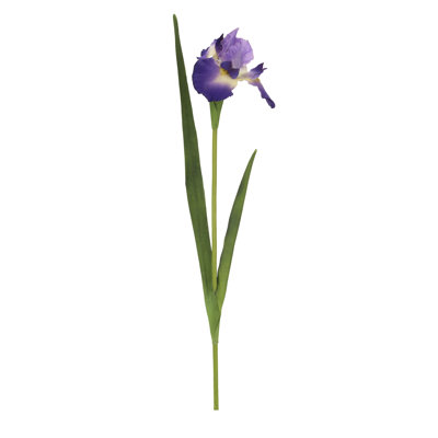 Iris-31 Inches Box Of 12