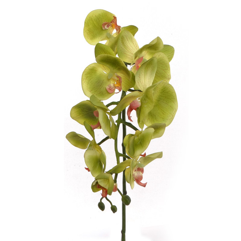Tige d'orchidée phalaenopsis, Vert, 4
