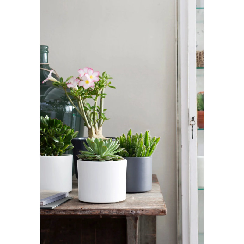 Alprentice Ceramic Pot Planter