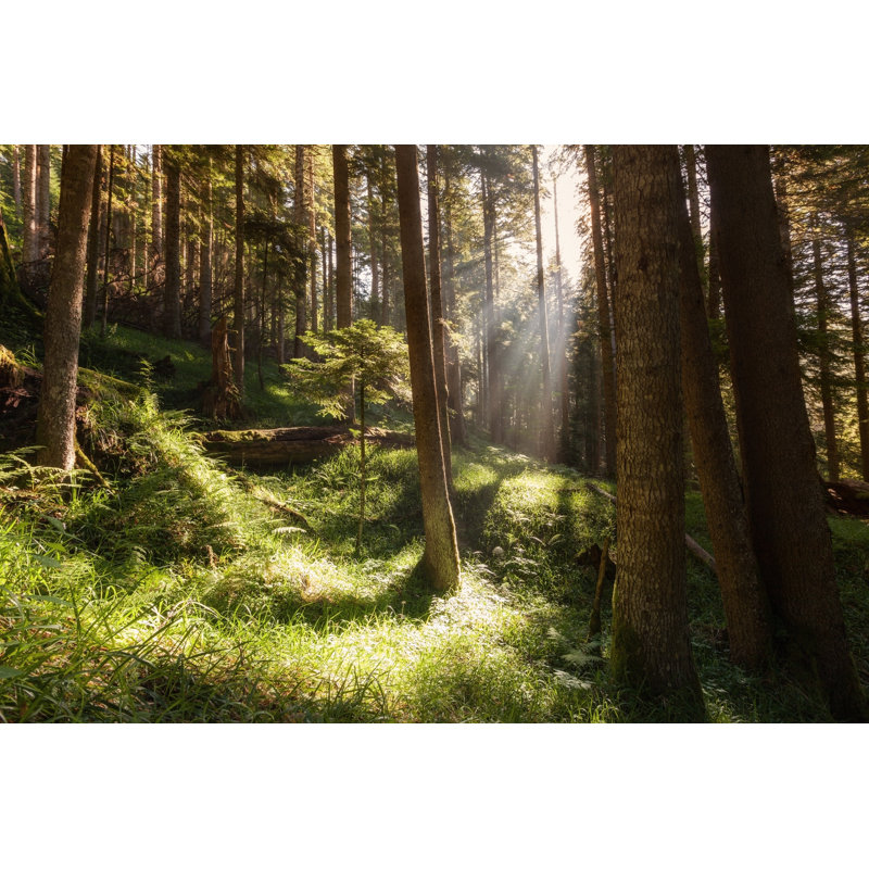 Forêt - peinture sur toile tendue, H 32 po x l 48 po