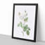White Moss Rose by Pierre-Joseph Redoute - Picture Frame Art Prints-55612542-55612541