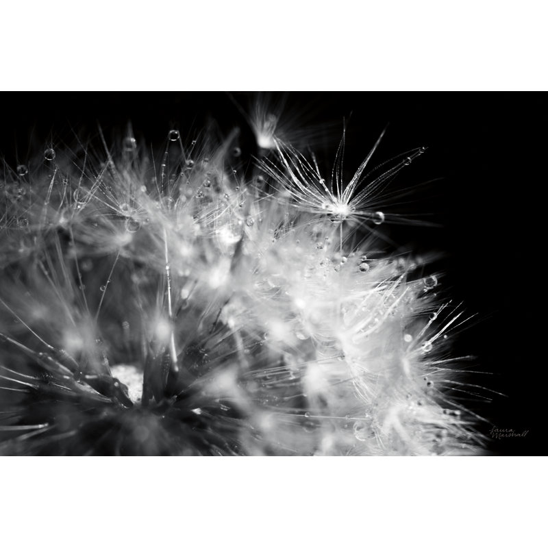 Dandelion Dewdrops I by Laura Marshall - Wrapped Canvas Print, 20cm H x 30cm W