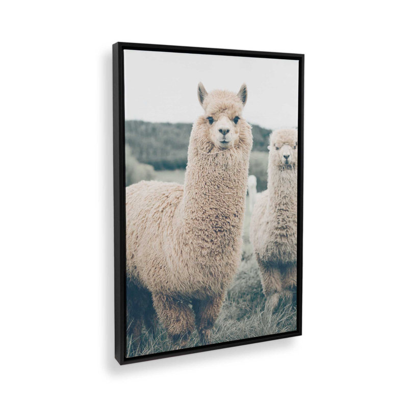 Impression sur toile Alpaca Charm, Cadre flottant noir satiné, H 48,75 po x l 32,75 po x P 1,75 po