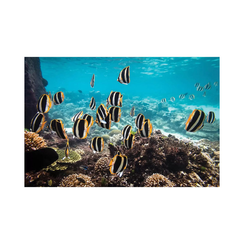 Butterfly Fish Underwater Island Reef by James Vodicka - Wrapped Canvas Gallery-Wrapped Canvas Giclée, 20.32cm H x 30.48cm W