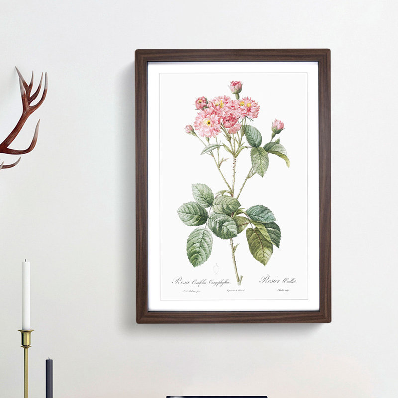 Cabbage Rose in Pink by Pierre-Joseph Redoute - Picture Frame Art Print, Walnut Framed, 48cm H x 36cm W x 2cm D