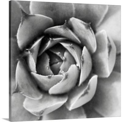 «Garden Succulent II», art mural sur toile