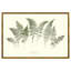 Lady Fern Garden Print by Sandy Whitaker-1548138424