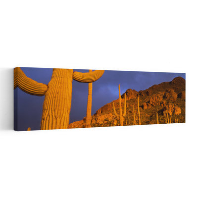 Cactus Saguaro, Tucson, Arizona, États-Unis