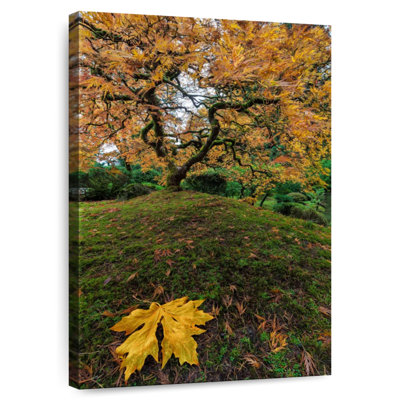 Érable japonais Harnek - automne