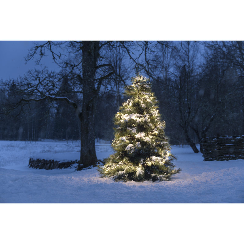 LED Cluster Light Set - Outdoor, Multi-Function, Black Cable, Warm White, 0.74cm H x 500cm W x 1630cm D