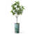 Almond Blossom Green