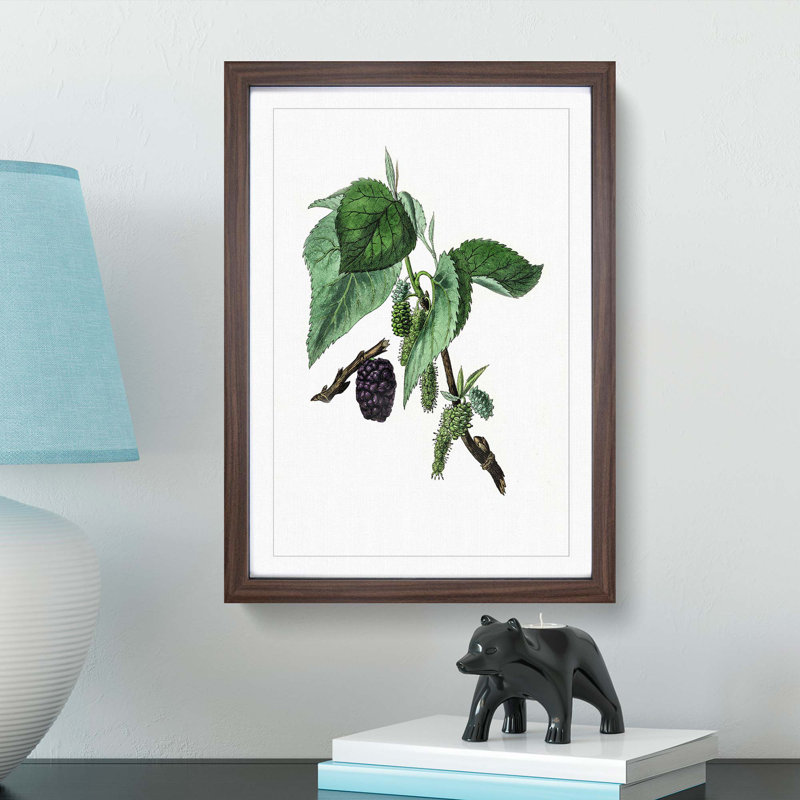 Black Mulberry Plant Illustration - Picture Frame Art Print, 48cm H x 36cm W x 2cm D, Walnut Framed