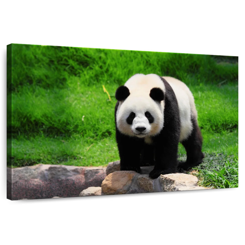 Panda se promenant, H 34 po x l 51 po
