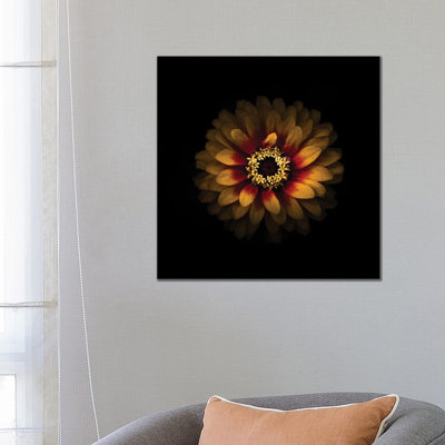 Yellow And Red Zinnia by Brian Carson - Wrapped Canvas Print