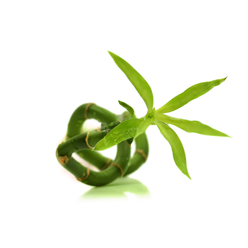 Sideways Bamboo by Illionaire - Wrapped Canvas Print, 51cm H x 76cm W x 3.8cm D