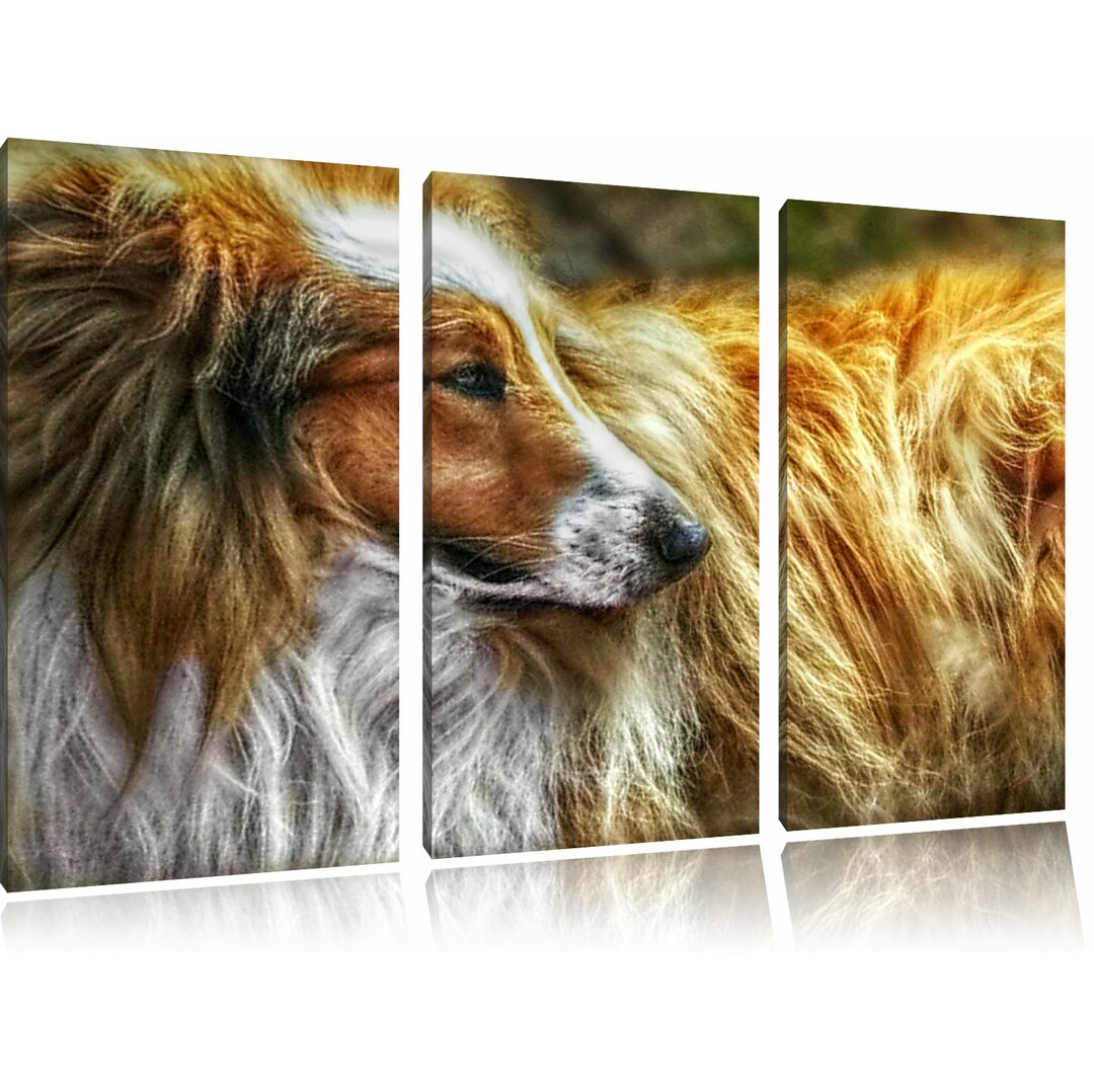 3-tlg. Leinwandbilder-Set „Schöner Collie im Seitenprofil“, Grafikdruck