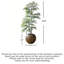 Arbre nandina moderne et minimaliste moderne pour la décoration intérieure