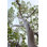 Bois de santal Rehana