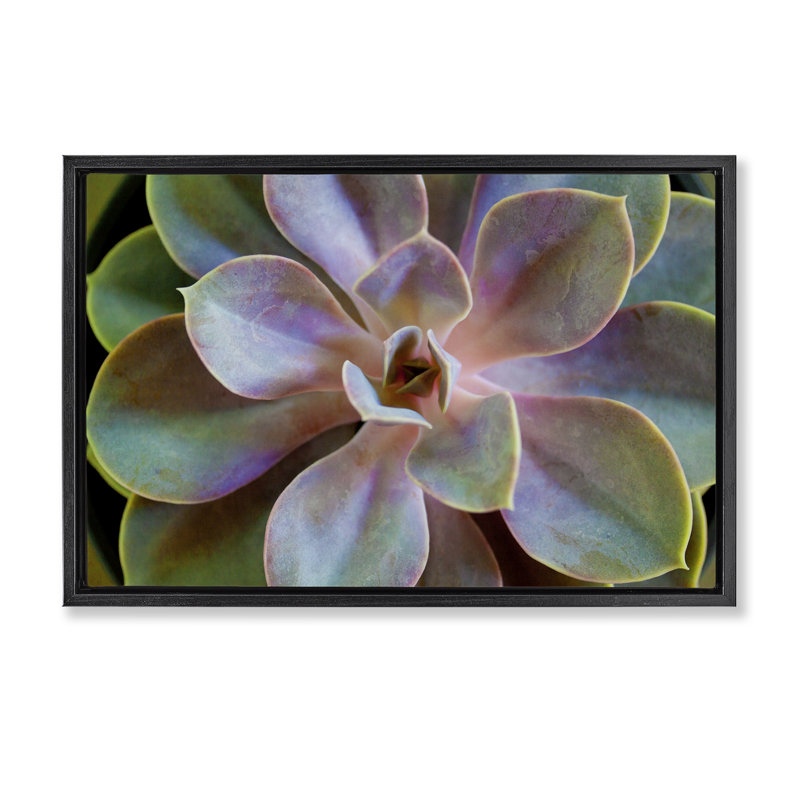 Toile flottante encadrée «Blooming Succulent Leaves» par Susan Bryant, Cadre flottant noir de jais, H 21 po x l 31 po
